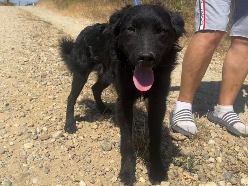 Milo is een vrolijke jonge hond, opzoek naar zijn baasje., Particulier, 15 weken tot 1 jaar, Reu, Buitenland
