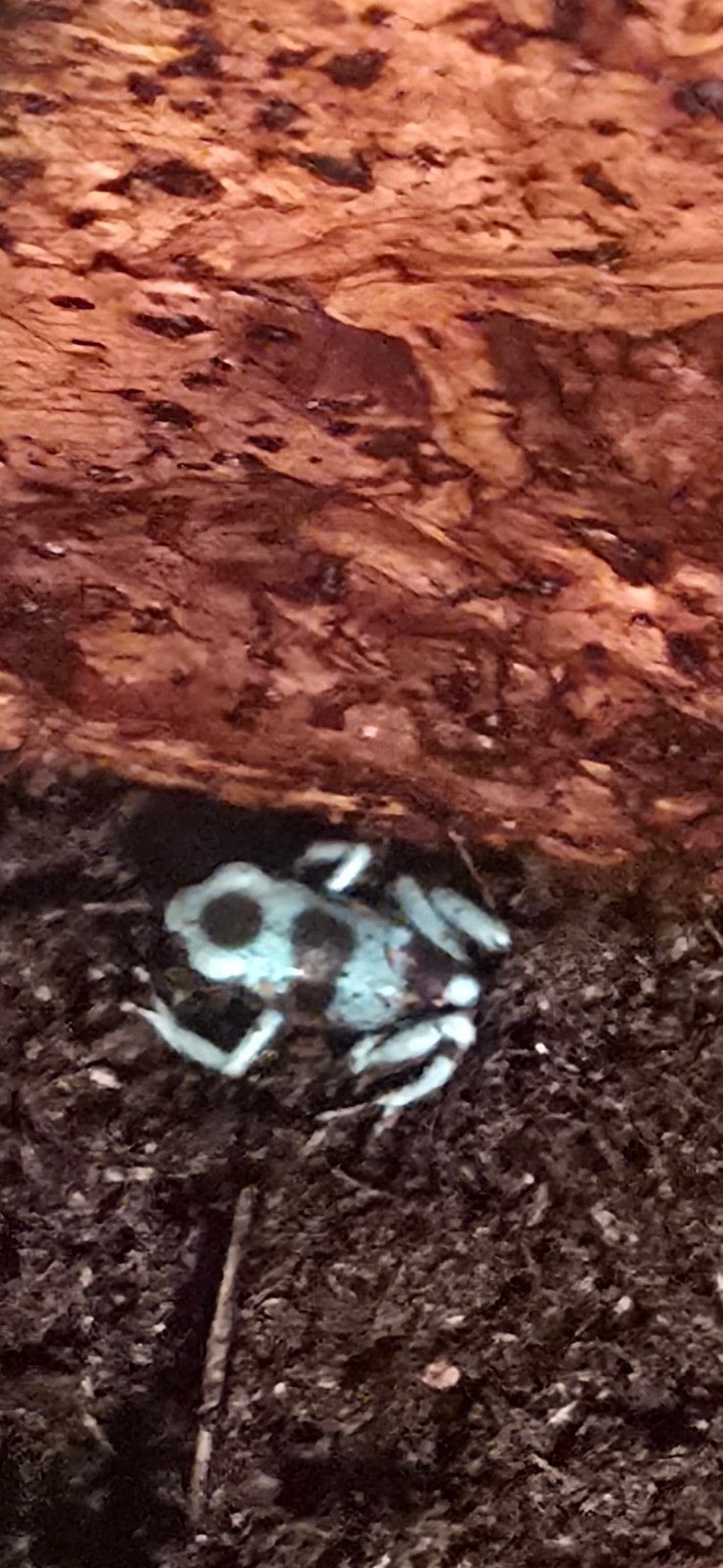 dendrobates Frog photo 6