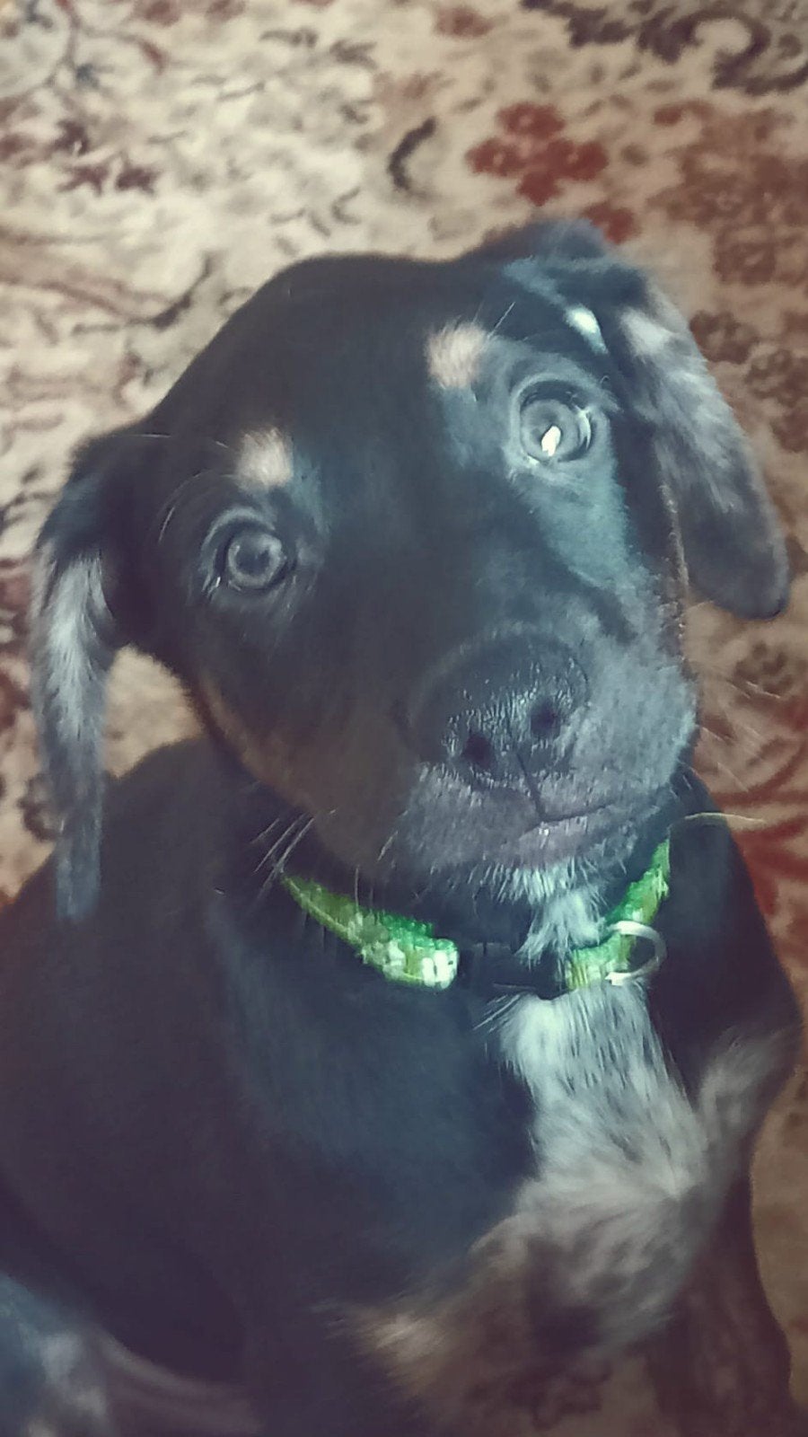 Hondje dieren 10 weken  pup, Dieren en Toebehoren, Ophalen