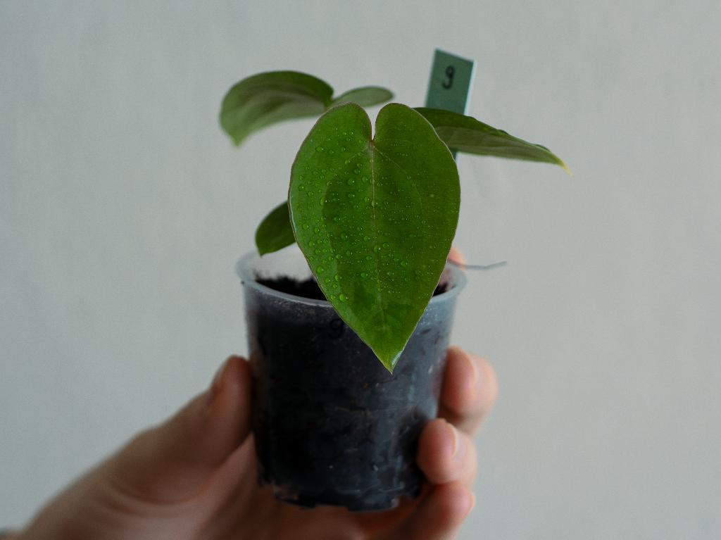 Anthurium Michelle x Papillilaminum zaailing #9, Overige soorten, Minder dan 100 cm, Groene kamerplant, Halfschaduw