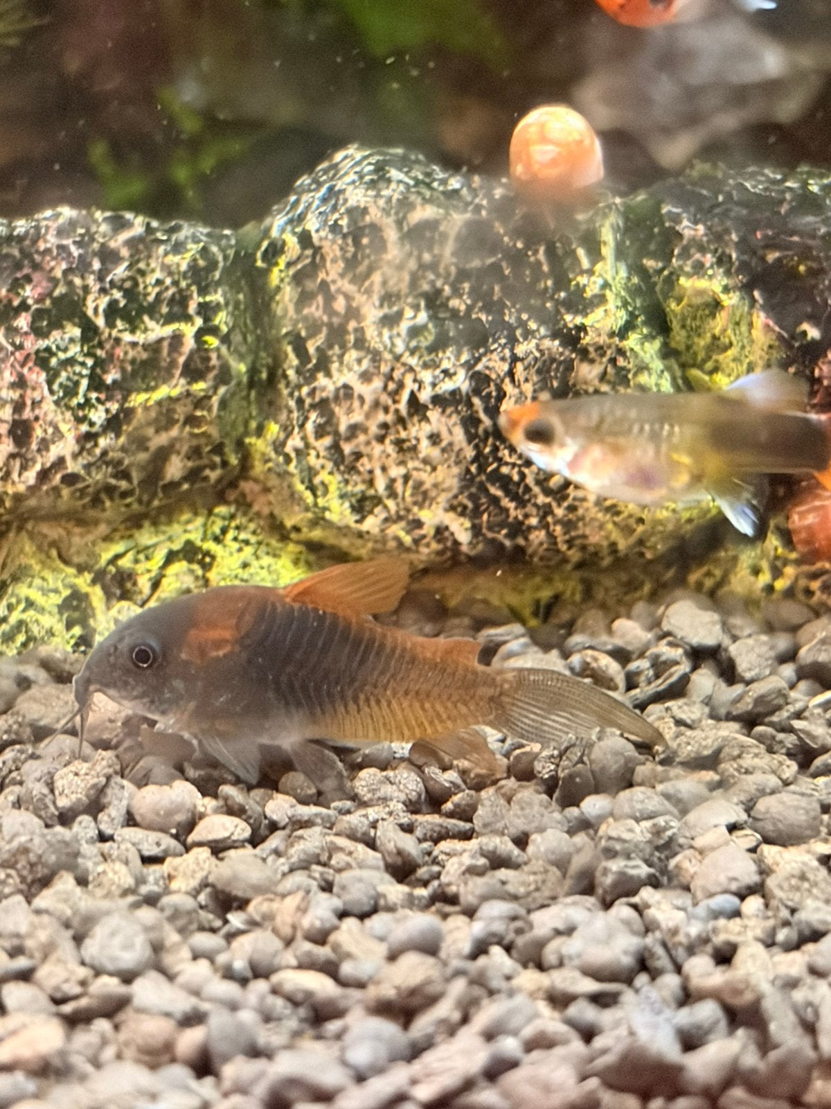 Corydora Orange Venezuela, Dieren en Toebehoren, Vissen | Aquariumvissen, Vis