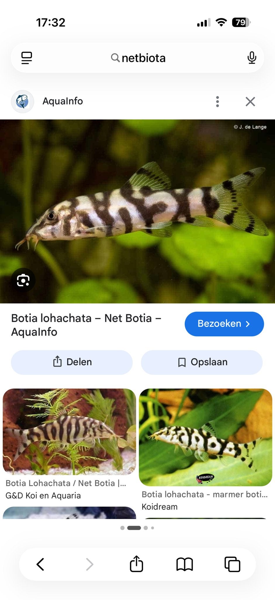 2x biota lohachata gratis op te halen, Dieren en Toebehoren, Vissen | Aquariumvissen, Vis