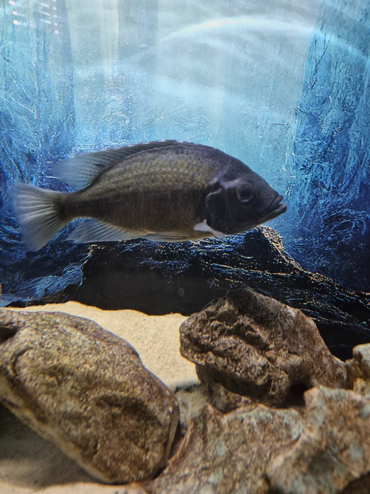 Malawi cichliden Kadanko, Vis