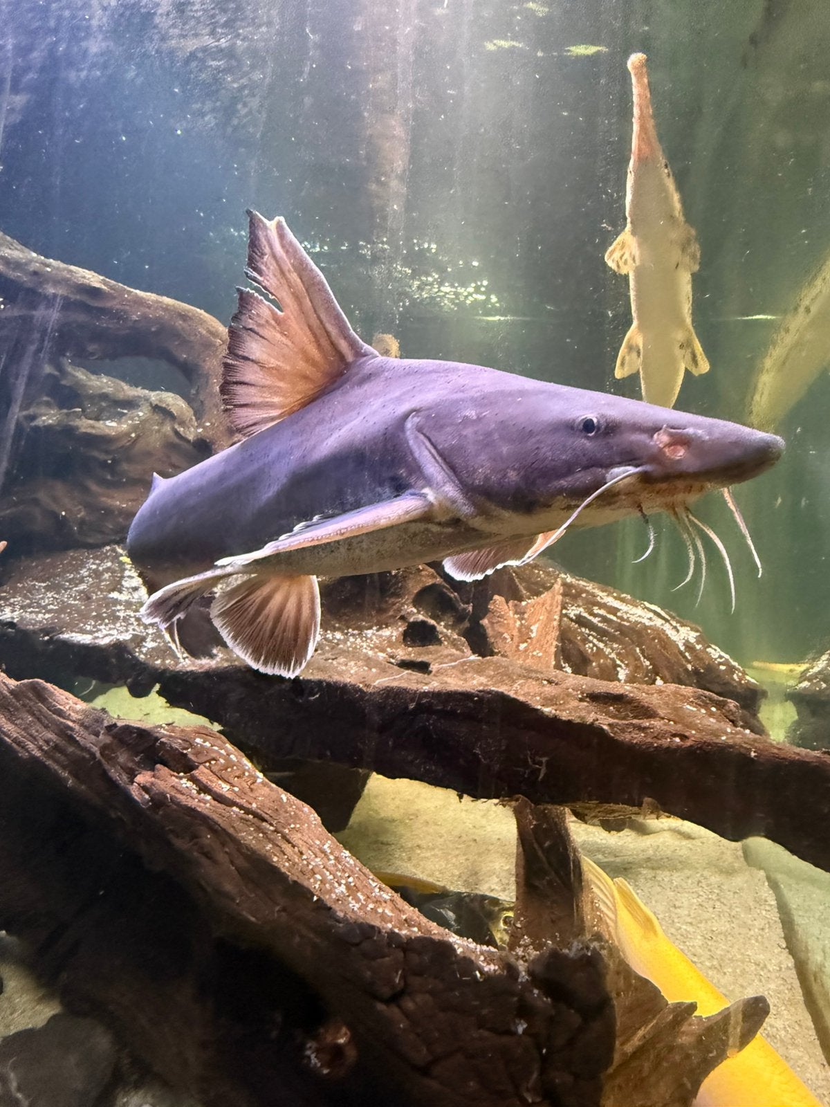 Stormii catfish, Vis