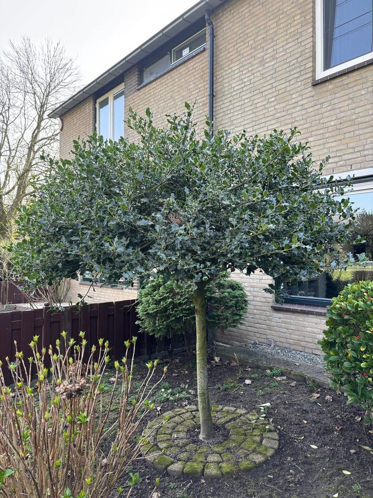 Gratis nette hulstboom, Bloeit niet, Overige soorten, 100 tot 250 cm, Ophalen