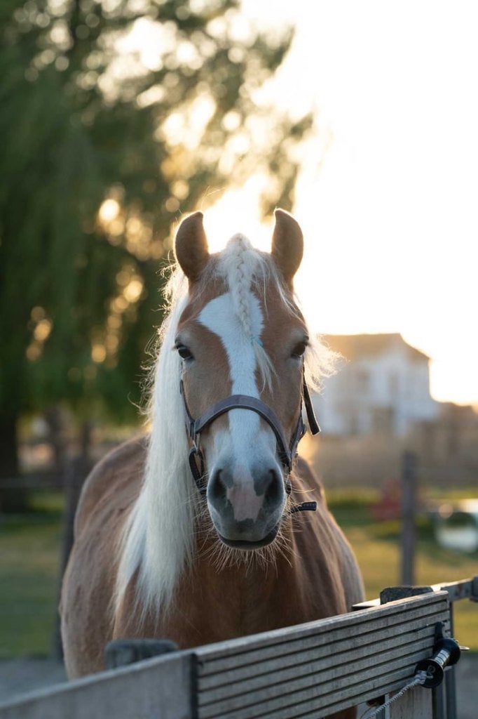 Te koop: knappe 5-jarige Haflingermerrie, Merrie, Met stamboom, Zadelmak, 3 tot 6 jaar