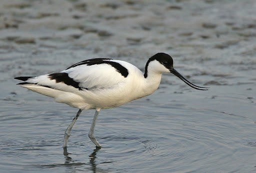 Europese kluut, Meerdere dieren, Overige soorten