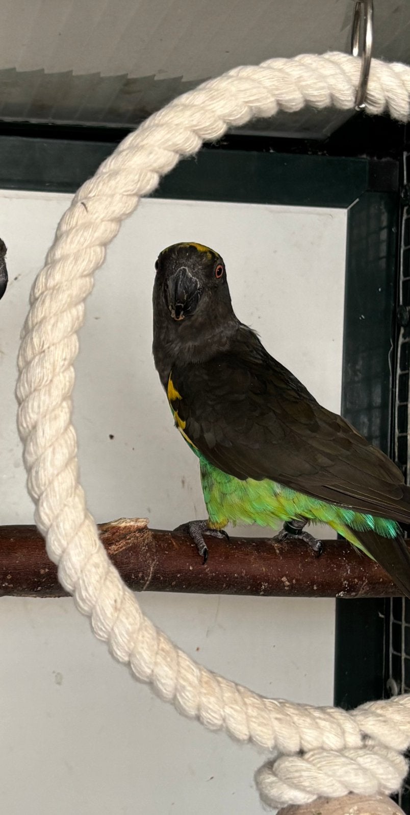Meyer papegaai man, Dieren en Toebehoren, Mannelijk, Papegaai, Geringd