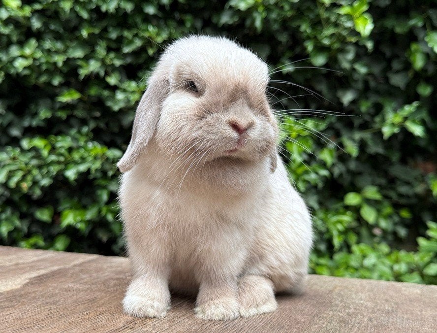 Schattig lief klein Minilop voedstertje zoekt levensmaatje, Dieren en Toebehoren, Konijnen, Vrouwelijk, Klein, Hangoor, 0 tot 2 jaar