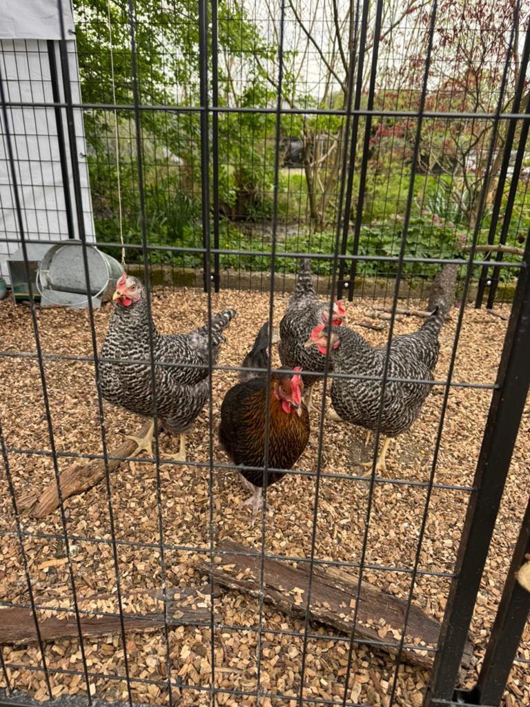 Nestera kippennachthok L met ren, 5 kippen en toebehoren, Dieren en Toebehoren, Vrouwelijk, Kip