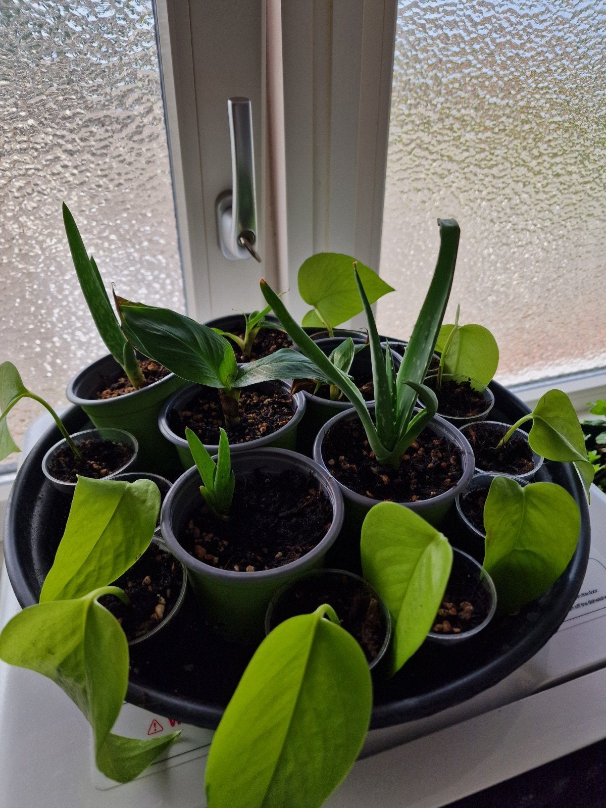 3 Bananenplant stekjes - Mooie tropische aanwinst, Ophalen