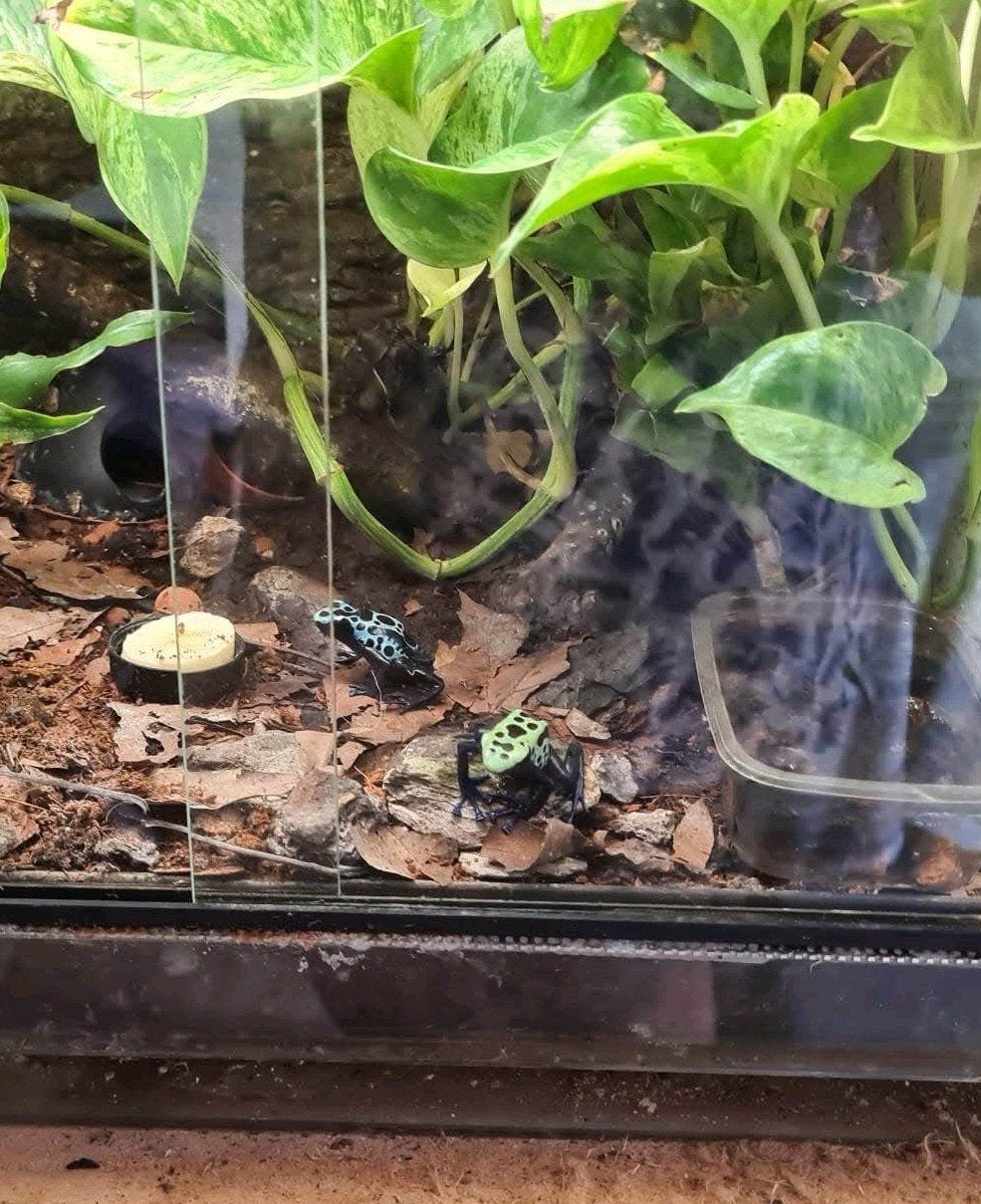 2.0 dendrobates tinctorius sipaliwini groen, Dieren en Toebehoren, Reptielen en Amfibieën, Amfibie, 0 tot 2 jaar