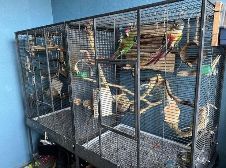 5x pyrrhuras met kooi, Meerdere dieren, Parkiet, Tam
