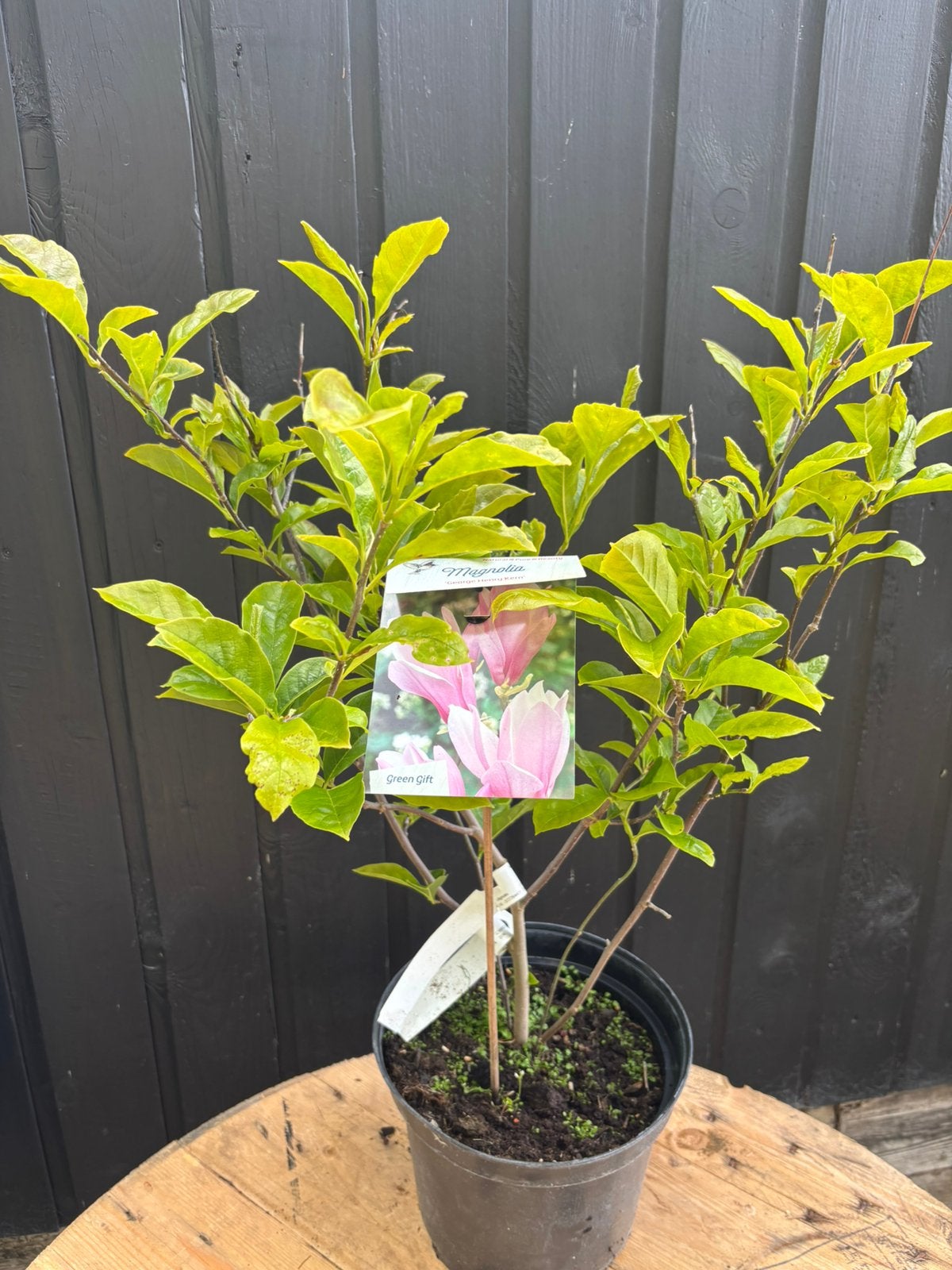 Magnolia, Ophalen, Overige soorten, Volle zon