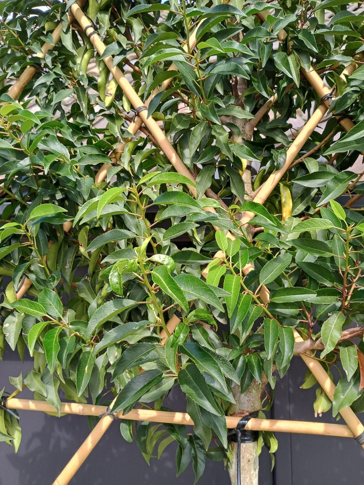 Prunus Lusitanica Leiboom - Portugese Laurier, Leiboom, Ophalen of Verzenden, Lente, 250 tot 400 cm