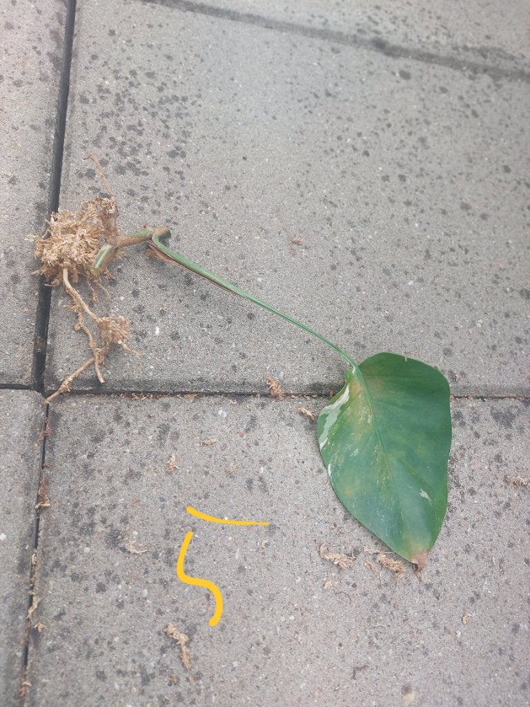 Monstera variegata stek nr5, Huis en Inrichting, Kamerplanten, Overige soorten, Minder dan 100 cm, Groene kamerplant, Halfschaduw