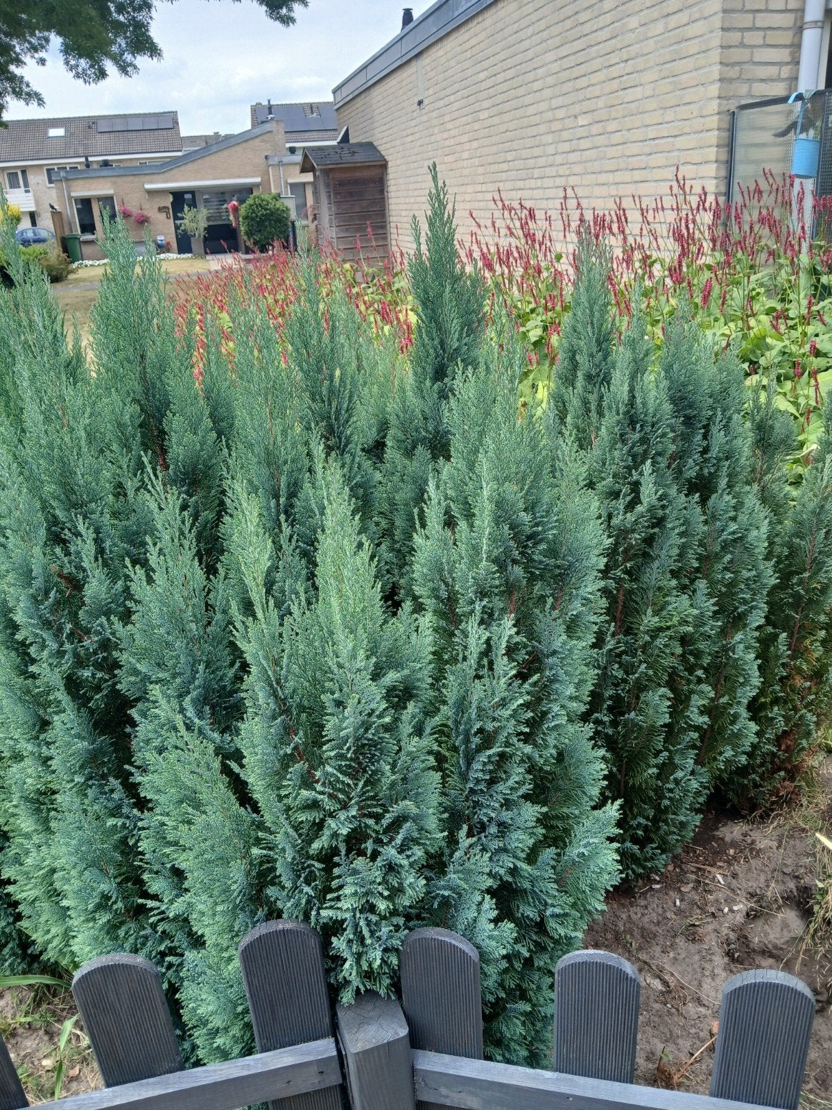 Coniferen te koop - 10 euro per stuk, Overige soorten, Volle zon, Vaste plant, Ophalen of Verzenden