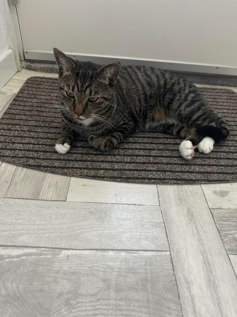 Nieuwe huis gezocht voor onze kater, Kater
