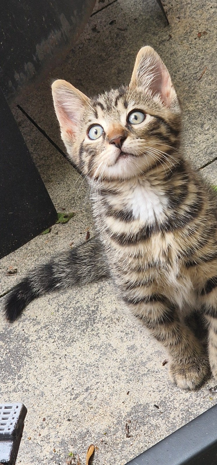 Bengaal mix, Dieren en Toebehoren, Katten en Kittens | Raskatten | Korthaar