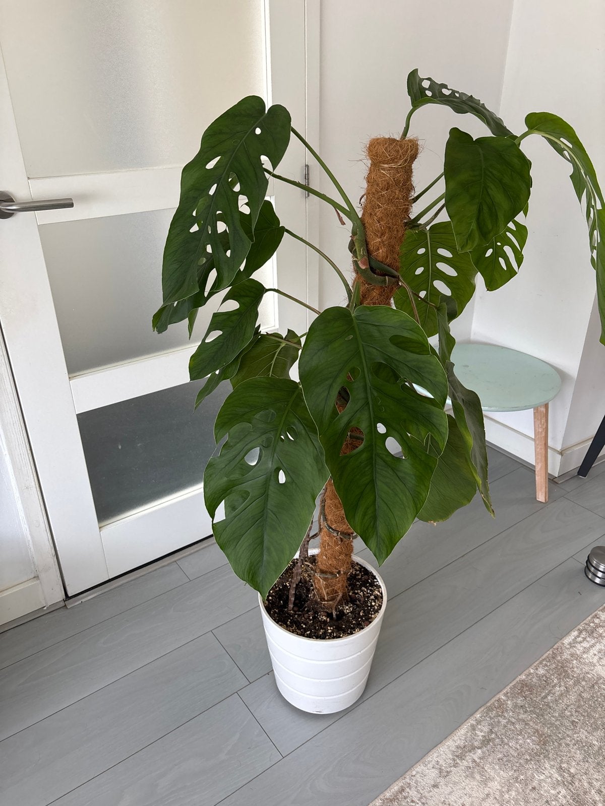 Volwassen Monstera Dubia op mospaal (ca. 1.2m), Ophalen, 100 tot 150 cm, Overige soorten, Halfschaduw