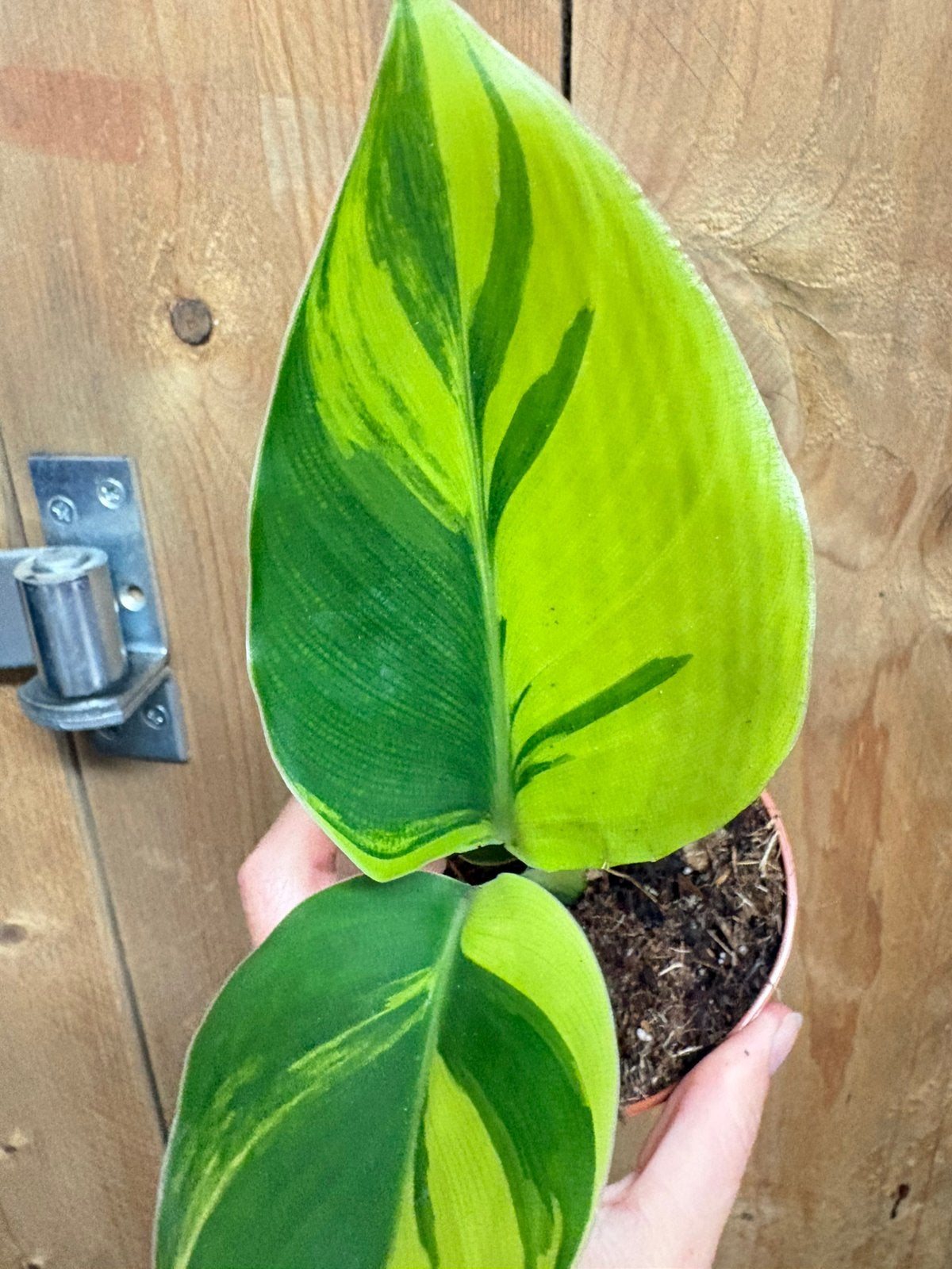 Strelitzia nicolai variegata plant lemon lime, Ophalen of Verzenden, Halfschaduw, Minder dan 100 cm