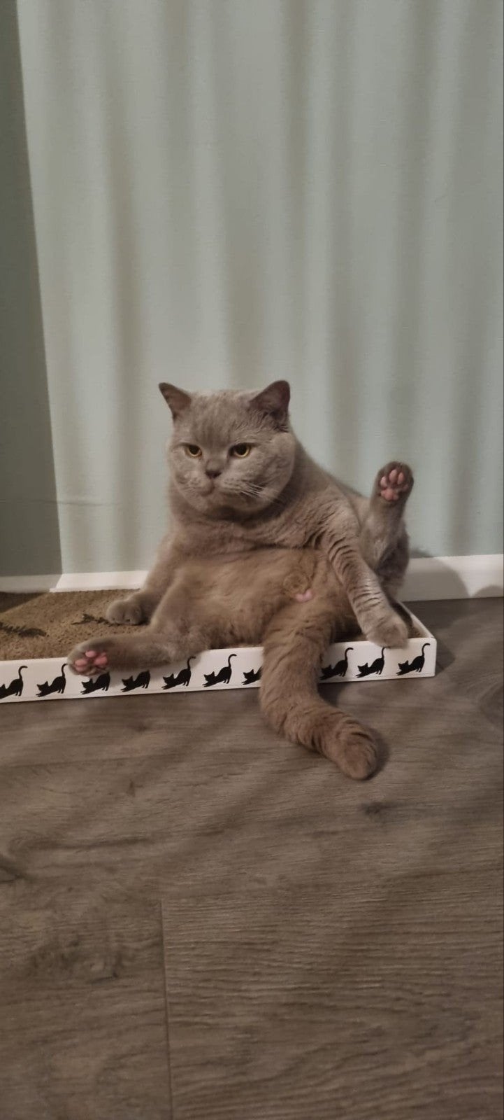 Britse Korthaar Lilac kater  Bulut, 5 jaar, Kater