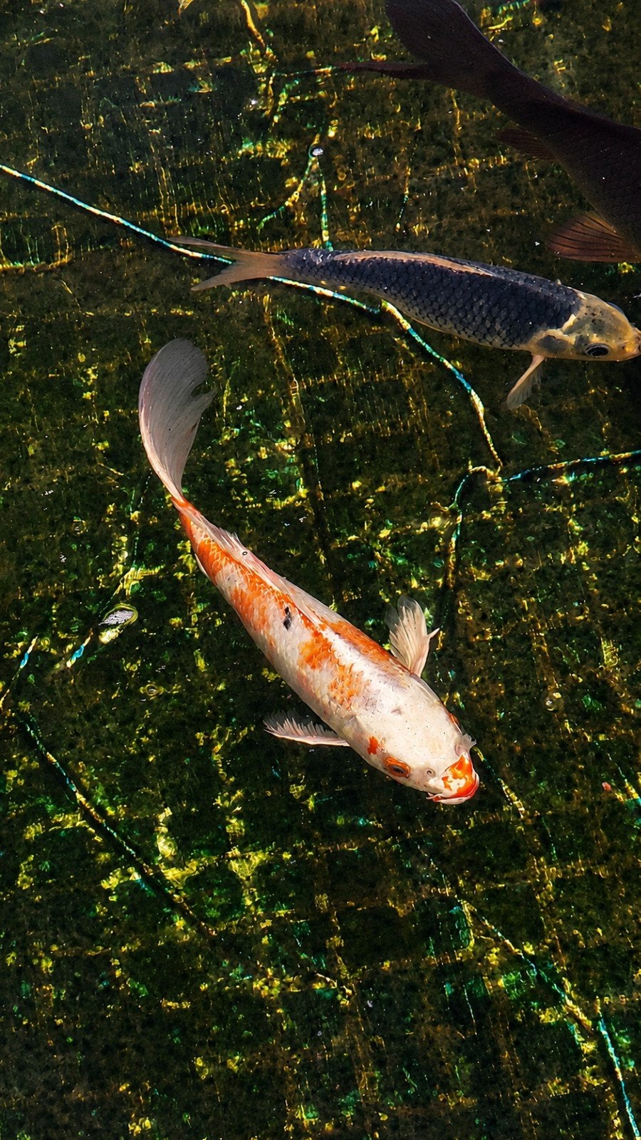 Butterfly Hariwake koi 25–30 cm, Dieren en Toebehoren, Vissen | Vijvervissen, Karper of Koi