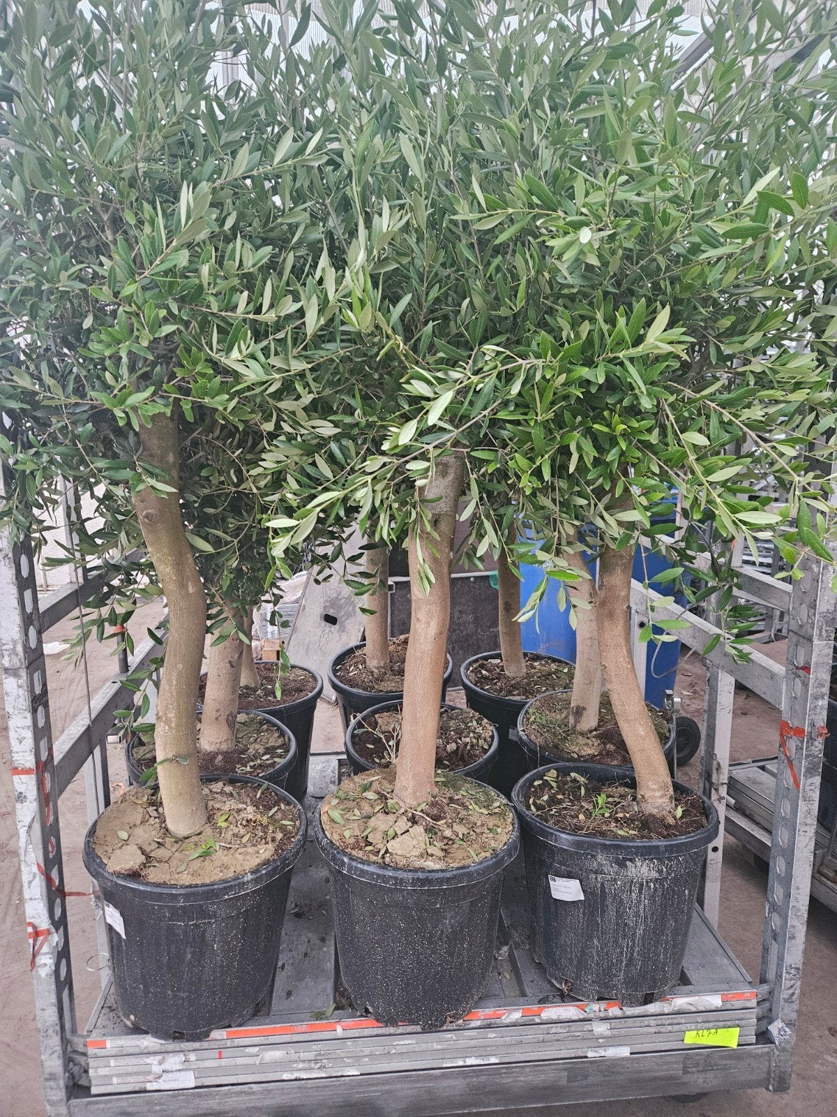 Olijfbomen dikke stam vanaf 99 euro!, Tuin en Terras, Planten | Bomen, Olijfboom, 100 tot 250 cm, Volle zon, Zomer, Ophalen of Verzenden