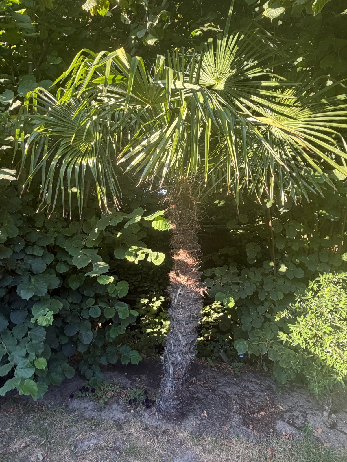 Grote palmboom (Trachycarpus fortunei), Overige soorten, Volle zon, Vaste plant, Ophalen of Verzenden