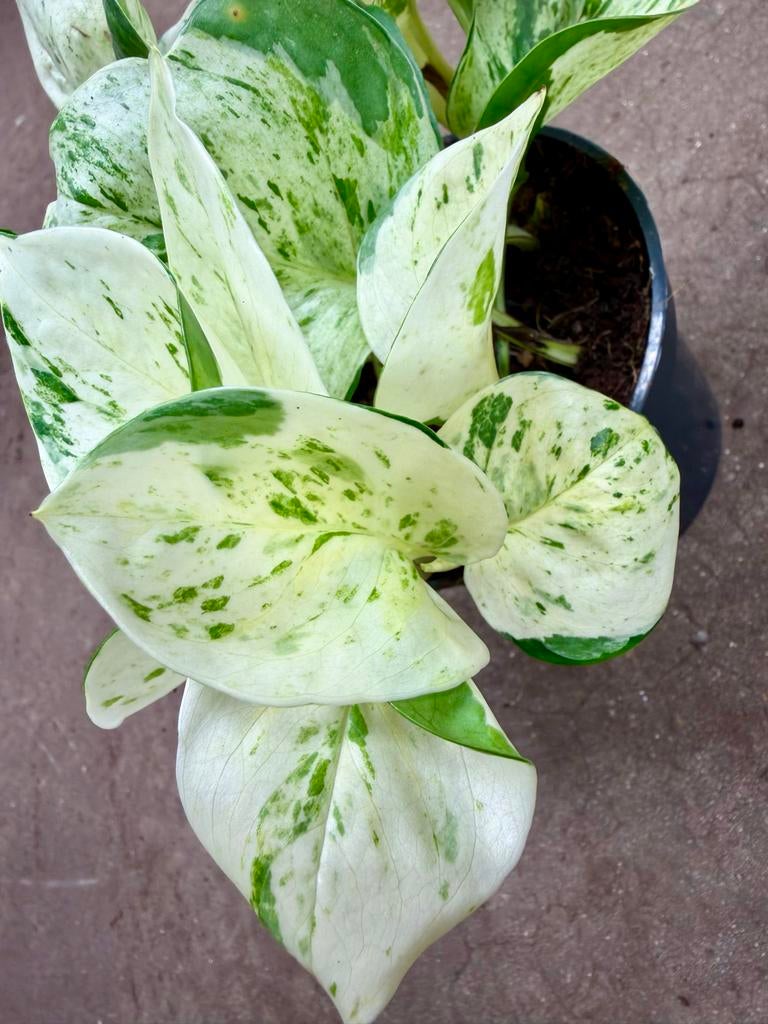 Epipremnum Happy Leaf - P12, Huis en Inrichting, Kamerplanten, Ophalen of Verzenden