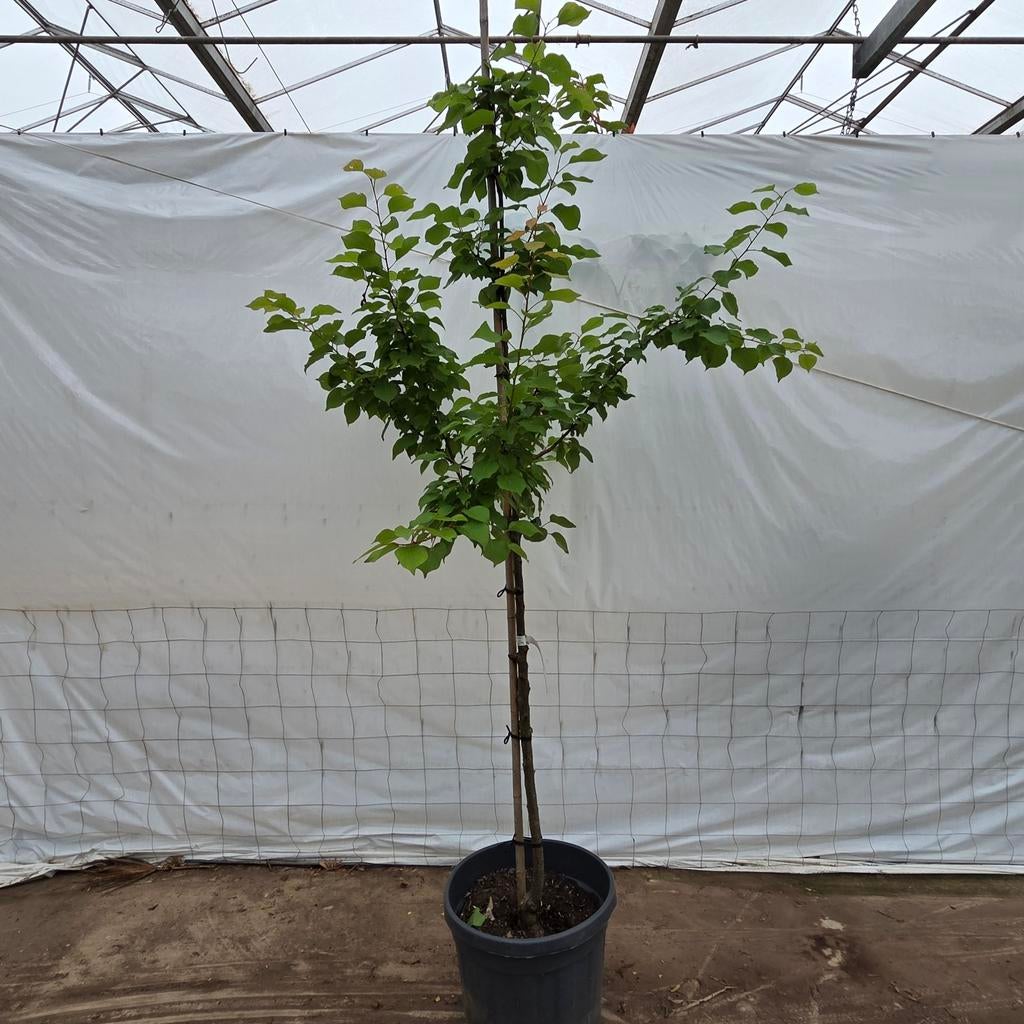 Perzikboom 'Saturn' (Prunus persica 'Saturn'), Ophalen, Lente, Overige soorten, Volle zon