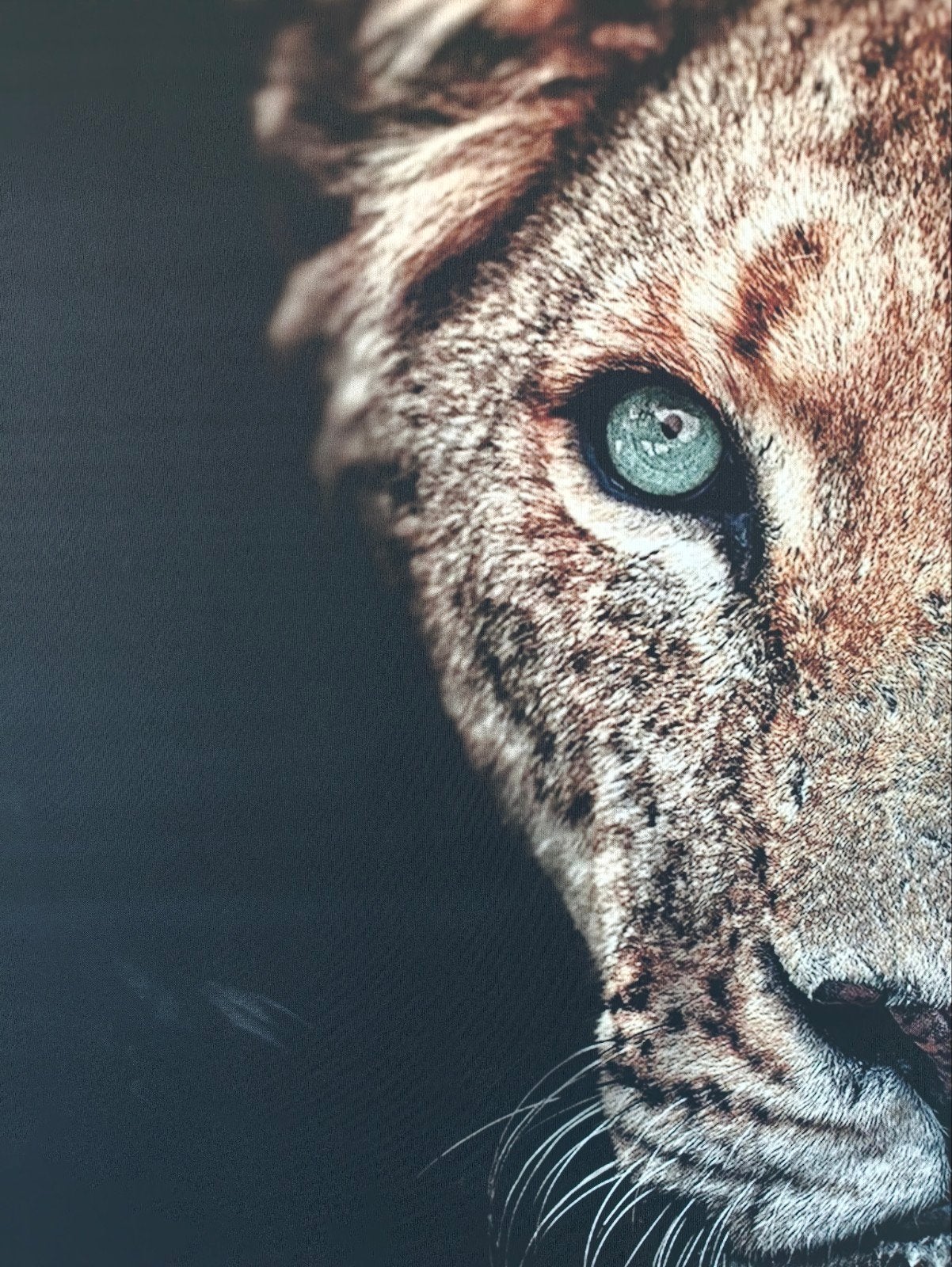 Prachtige canvas print van een leeuw - blikvanger, Huis en Inrichting, Woonaccessoires | Schilderijen, Tekeningen en Foto's, Ophalen