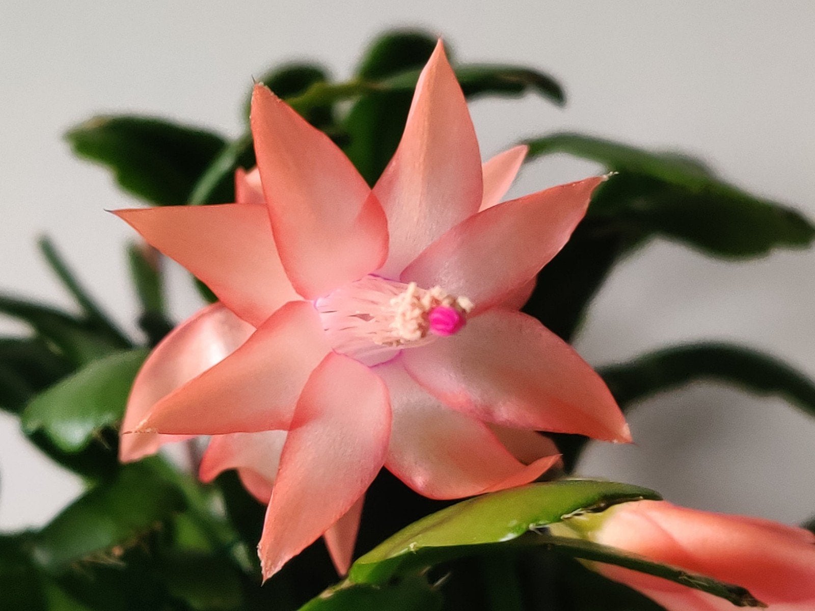 Schlumbergera buckleyi 'Apricot' stek ongeworteld, Verzenden, Halfschaduw, Minder dan 100 cm