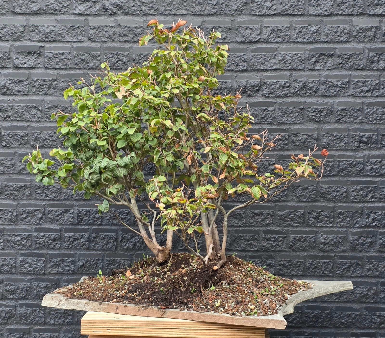 Europese Beuk (Fagus Sylvatica) yamadori bonsai. 
Hoogte: 75, Volle zon, Vaste plant, Bloeit niet, Ophalen
