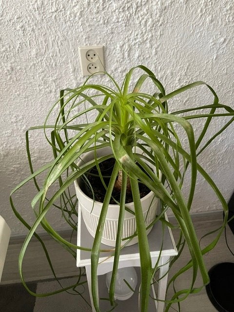 Dracaena Marginata, asparagaceae soort, Ophalen, Overige soorten, Halfschaduw, Minder dan 100 cm