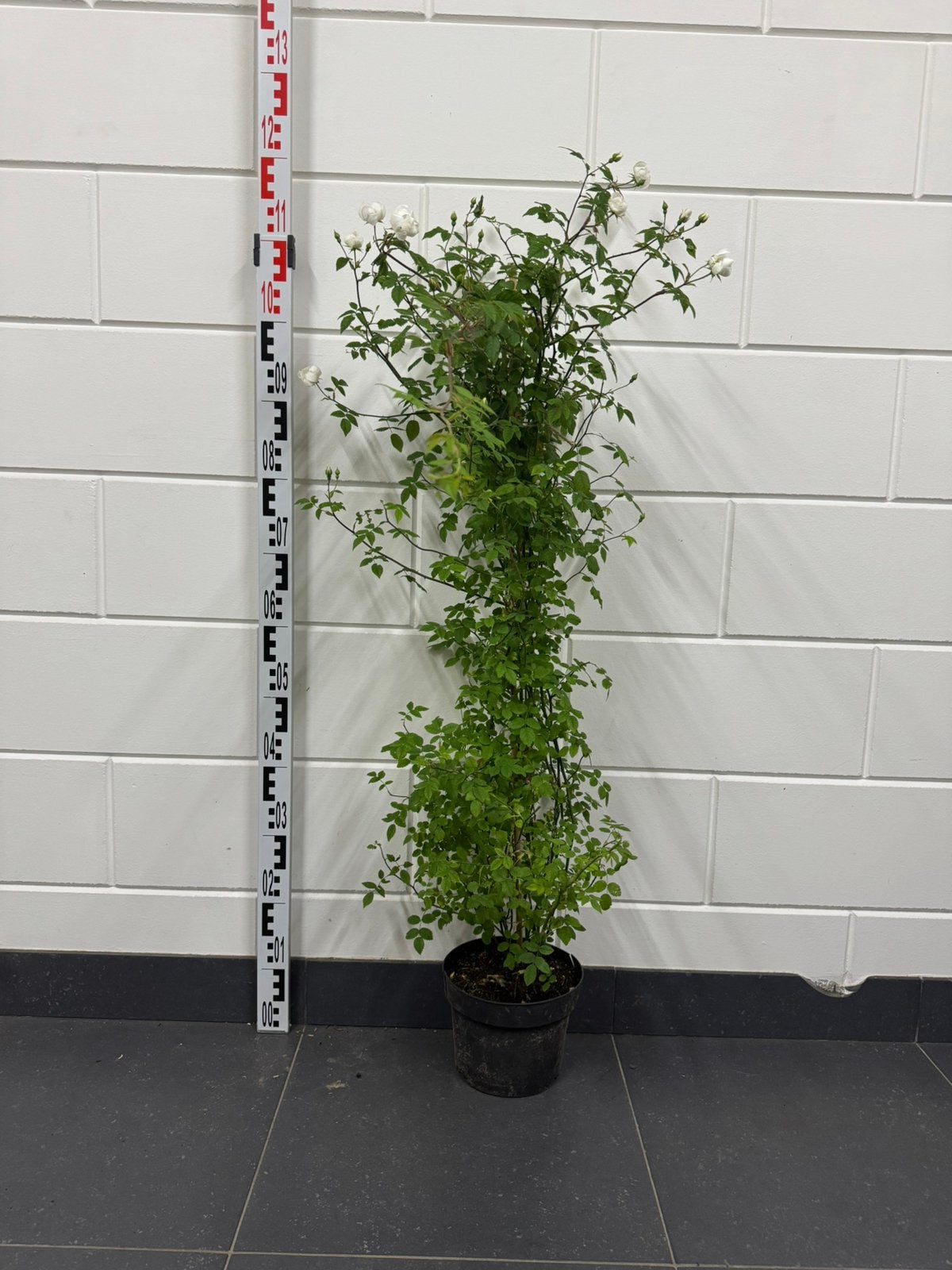 Bosroos - Enige inheemse klim roos van Nederland, Ophalen of Verzenden, Overige soorten, Struik, 100 tot 250 cm