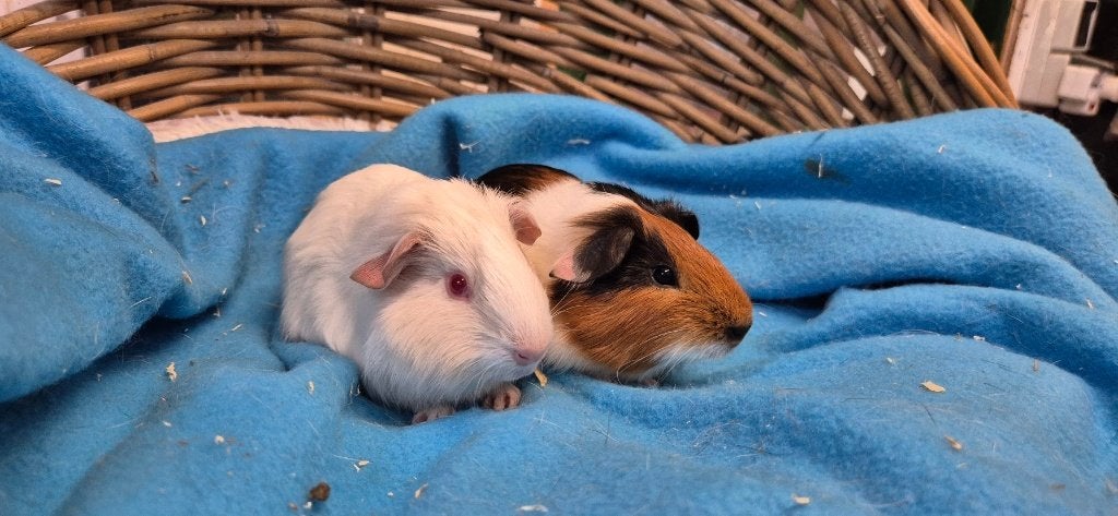 Caviakoppel RANI & RADNA uit de opvang zoeken een tehuis!, Dieren en Toebehoren, Mei, Meerdere dieren, Cavia