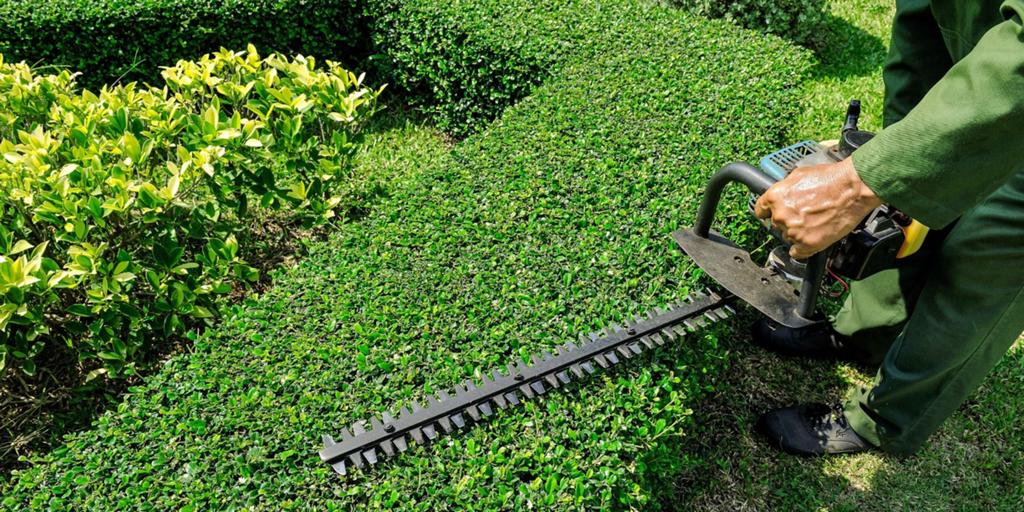 Wie hulp nodig heeft in de tuin . Stuur gerust een berichtje, Tuin en Terras, Planten | Bomen, Ophalen, Volle zon, Overige soorten