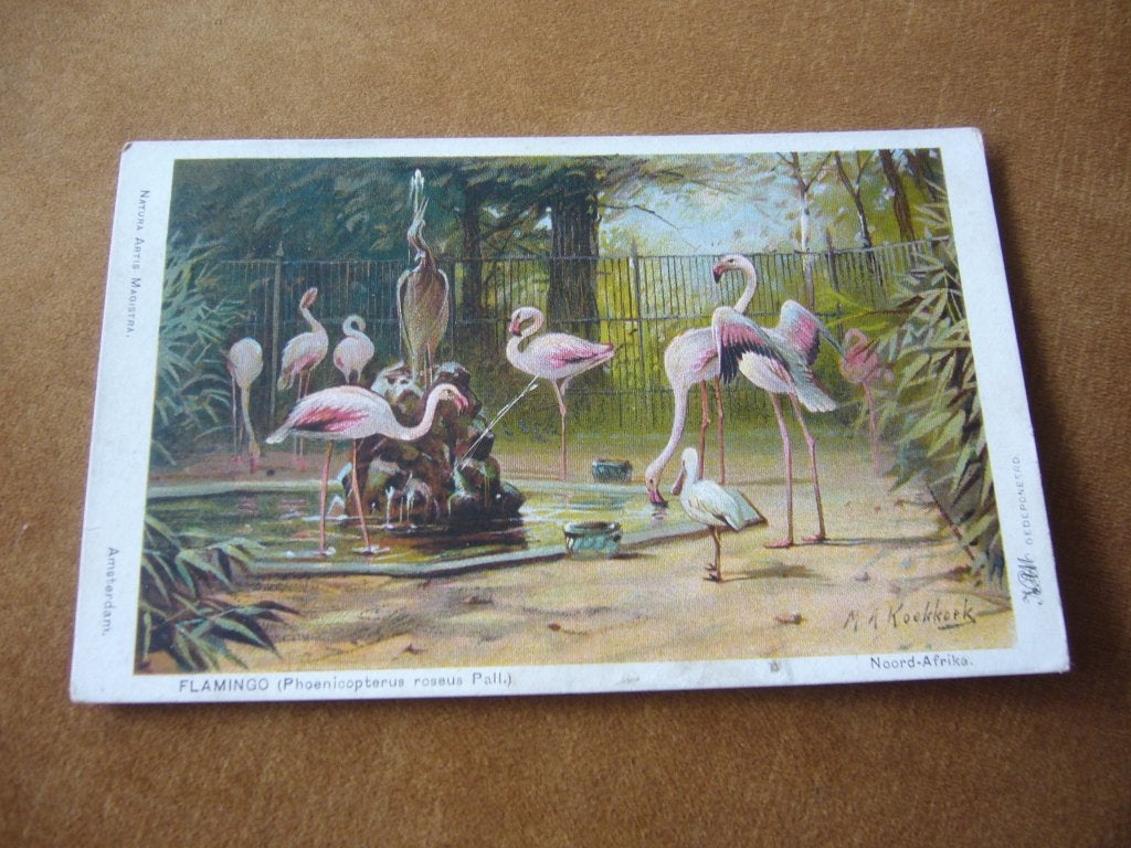 NOORD AFRIKA  =  FLAMINGO  BRIEFKAART, Verzenden, 1940 tot 1960, Gelopen, Buiten Europa
