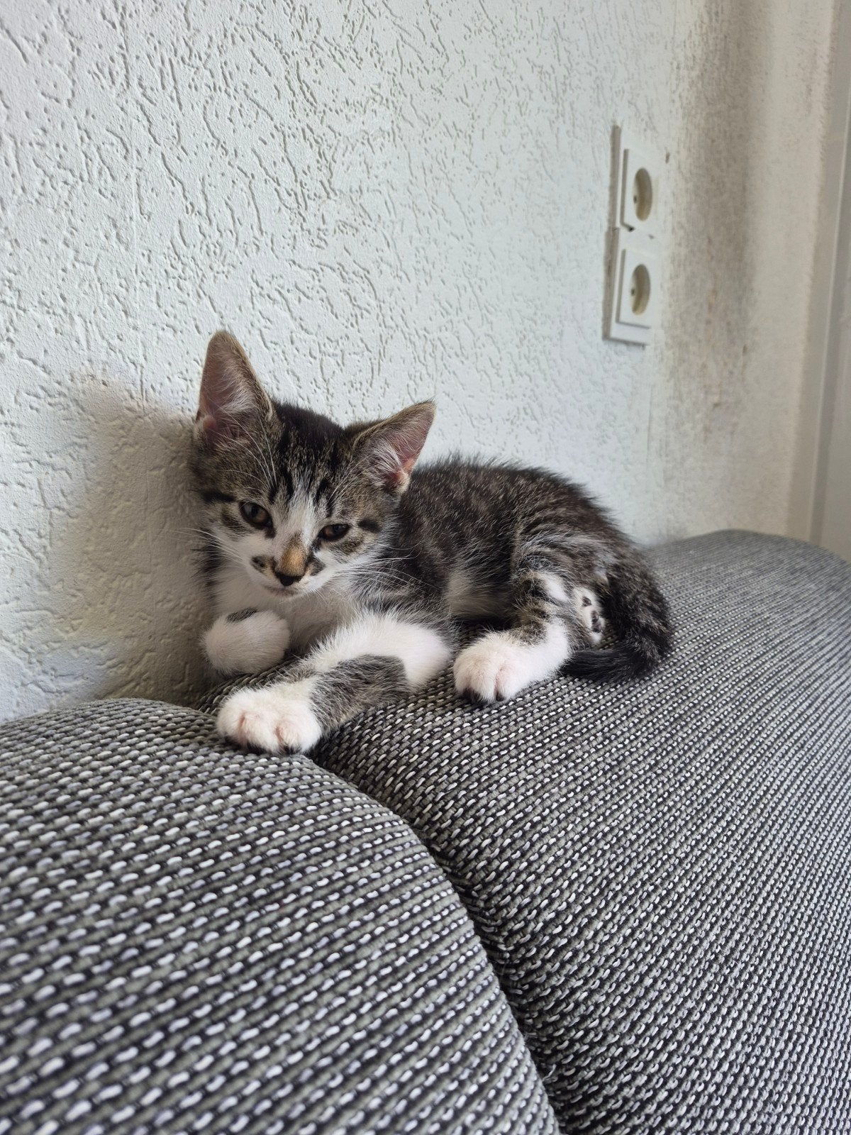 Lieve kittens, Meerdere dieren