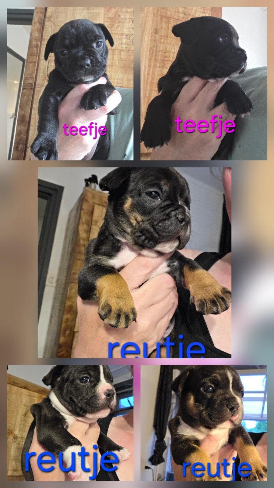 Amerikaanse  pocket  bully  X franse bulldog, 8 tot 15 weken, Bulldog, Meerdere, Meerdere dieren
