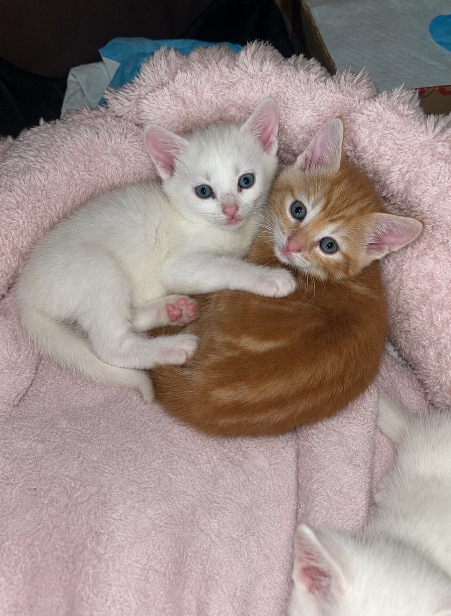 Rood poesje en witte kitten kater, Dieren en Toebehoren, Katten en Kittens | Overige Katten, Meerdere dieren
