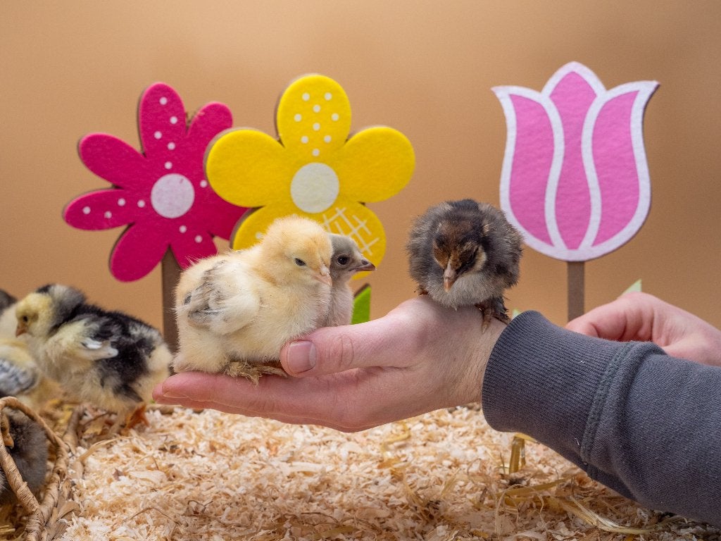 Jonge Tamme Brahma kuikens gesekst en ingeënt, Dieren en Toebehoren, Pluimvee, Vrouwelijk, Kip