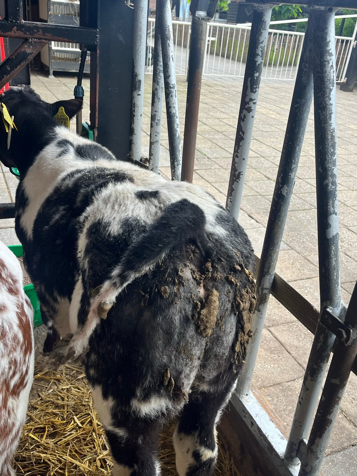 Dikbil stieren, Dieren en Toebehoren, Mannelijk