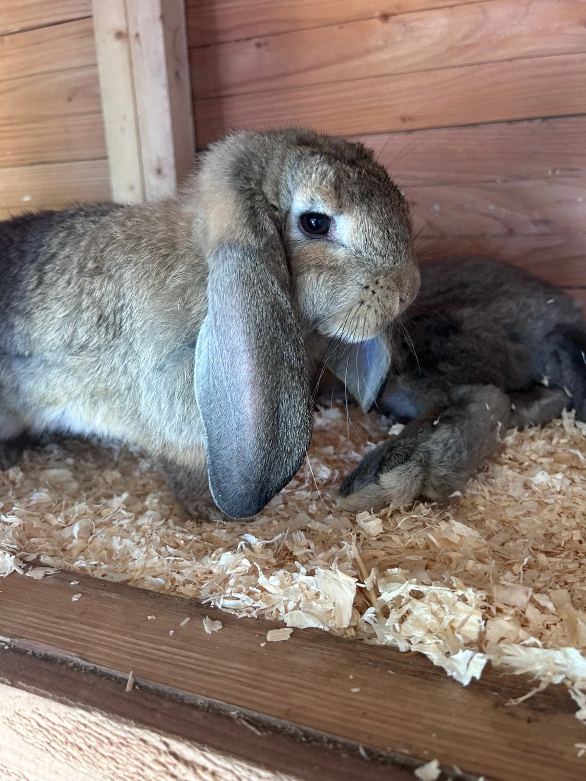 Franse hangoor raszuiver ( tatoo oor ), Dieren en Toebehoren, Konijnen, Meerdere dieren, Groot, Hangoor, 0 tot 2 jaar