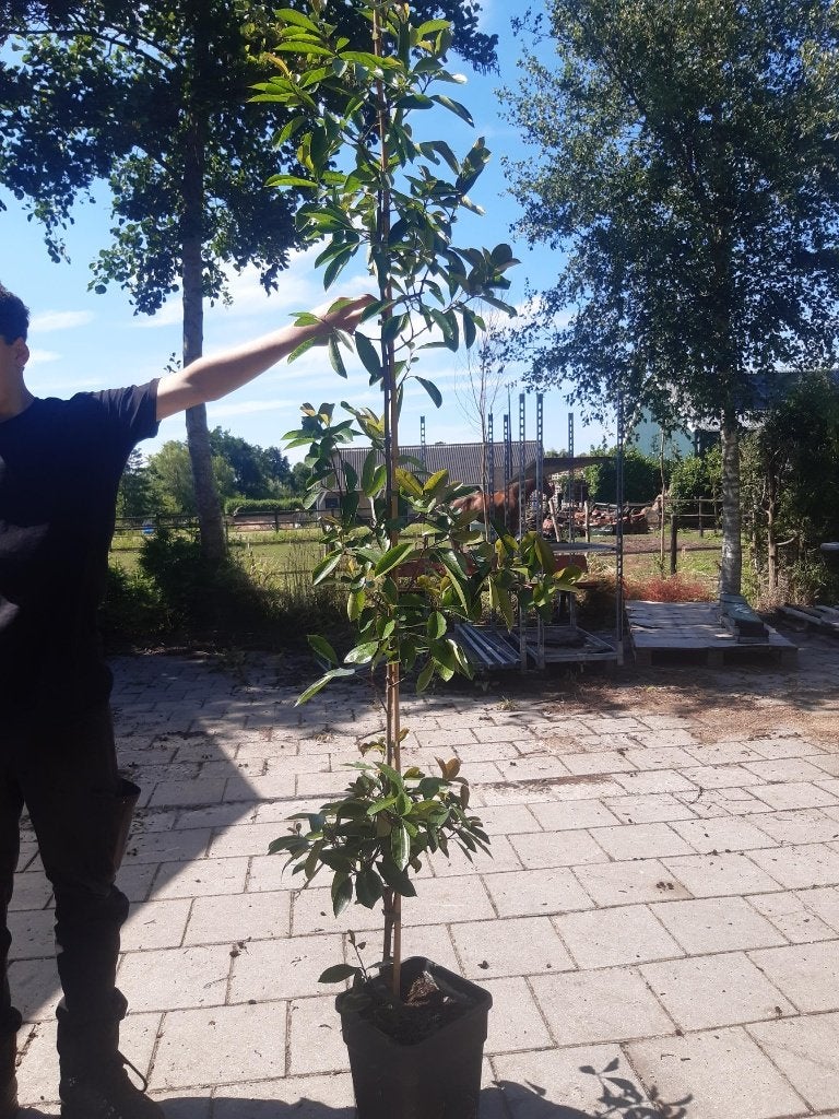50 % KORTING glansmispel  €  10,--  50 % KORTING, Tuin en Terras, Planten | Bomen, Overige soorten, Lente, 100 tot 250 cm, Ophalen