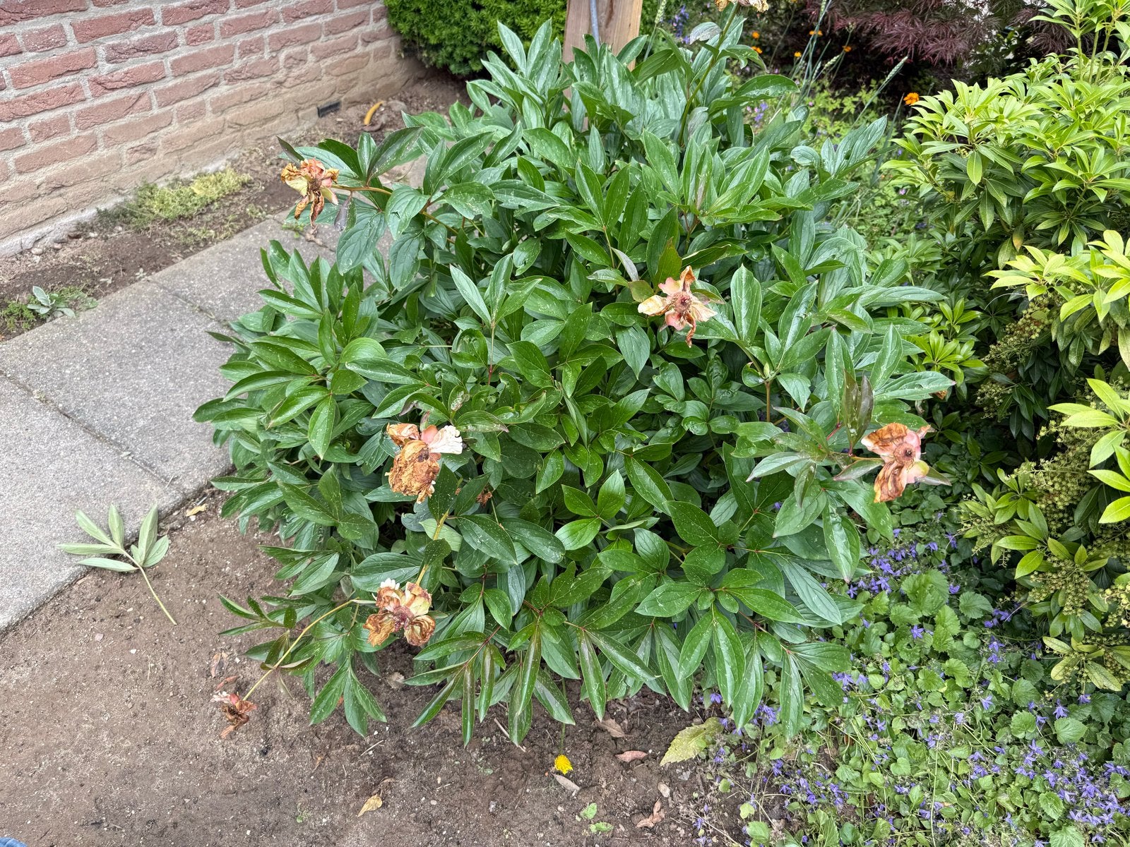 Grote pioenroos plant - Vaste plant voor uw tuin, Volle zon, Vaste plant, Zomer, Ophalen