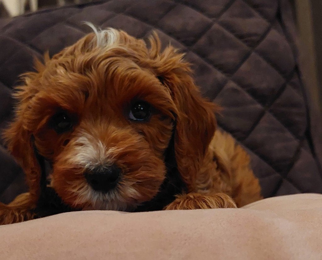Mini Australian Labradoodle Reutje., Reu, 8 tot 15 weken, Parvo, Eén hond
