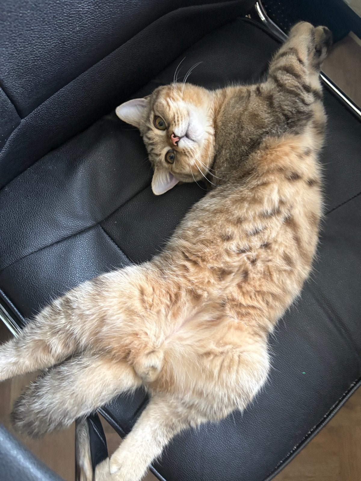 Brits korthaar kitten: Lio, Dieren en Toebehoren, Katten en Kittens | Raskatten | Korthaar, Kater, Ontwormd