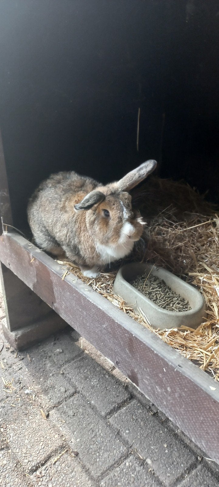 Hollander dwerg ram, Mannelijk